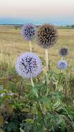 Image of Echinops bannaticus Rochel ex Schrad.