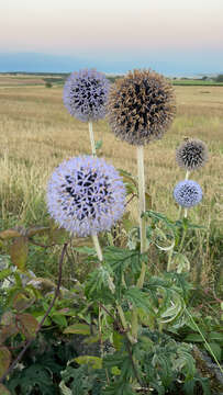 Image of Echinops bannaticus Rochel ex Schrad.