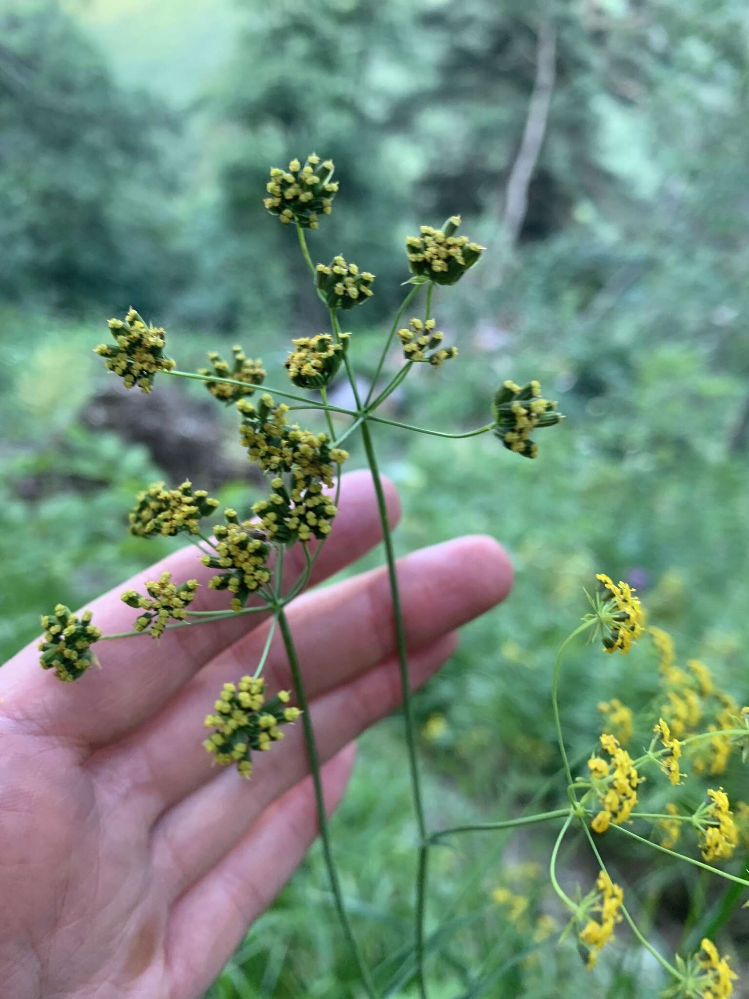 Bupleurum polyphyllum Ledeb. resmi