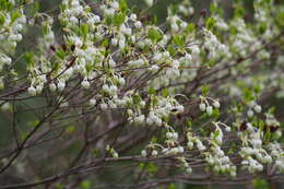 Image de Enkianthus perulatus (Miq.) Schneider