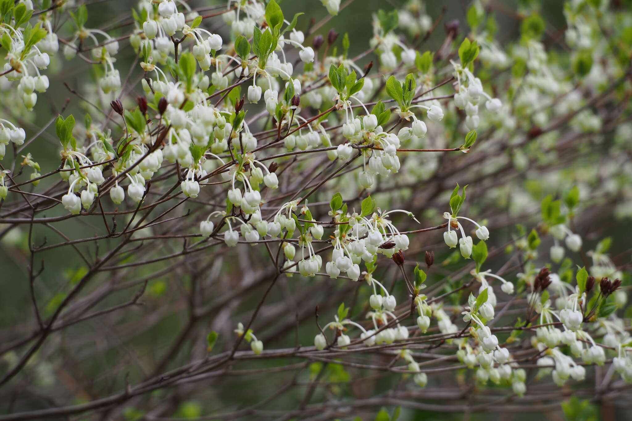 Imagem de Enkianthus perulatus (Miq.) Schneider