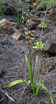 Image of Ornithogalum narbonense L.