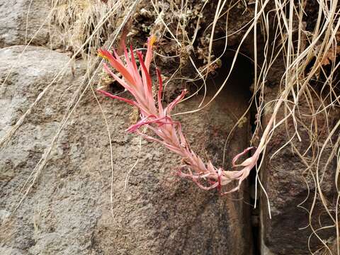 Image of Pitcairnia vallisoletana Lex.