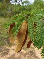 Image of Albizia polyphylla E. Fourn.