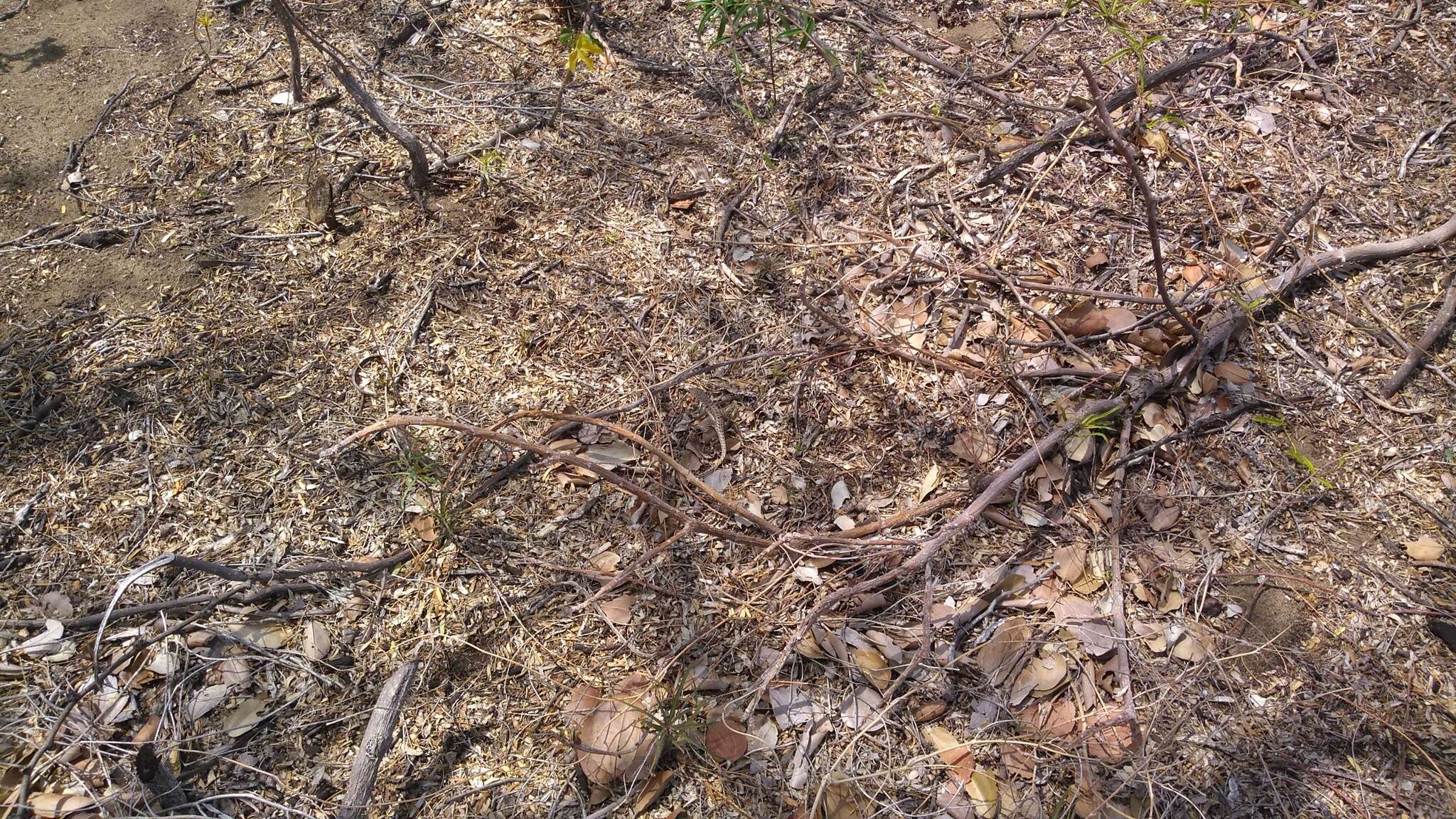 Image of Hispaniolan dune curlytail