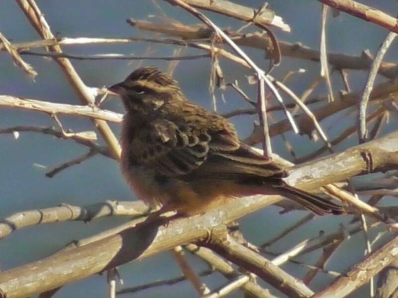 Sivun Emberiza tahapisi nivenorum (Winterbottom 1965) kuva