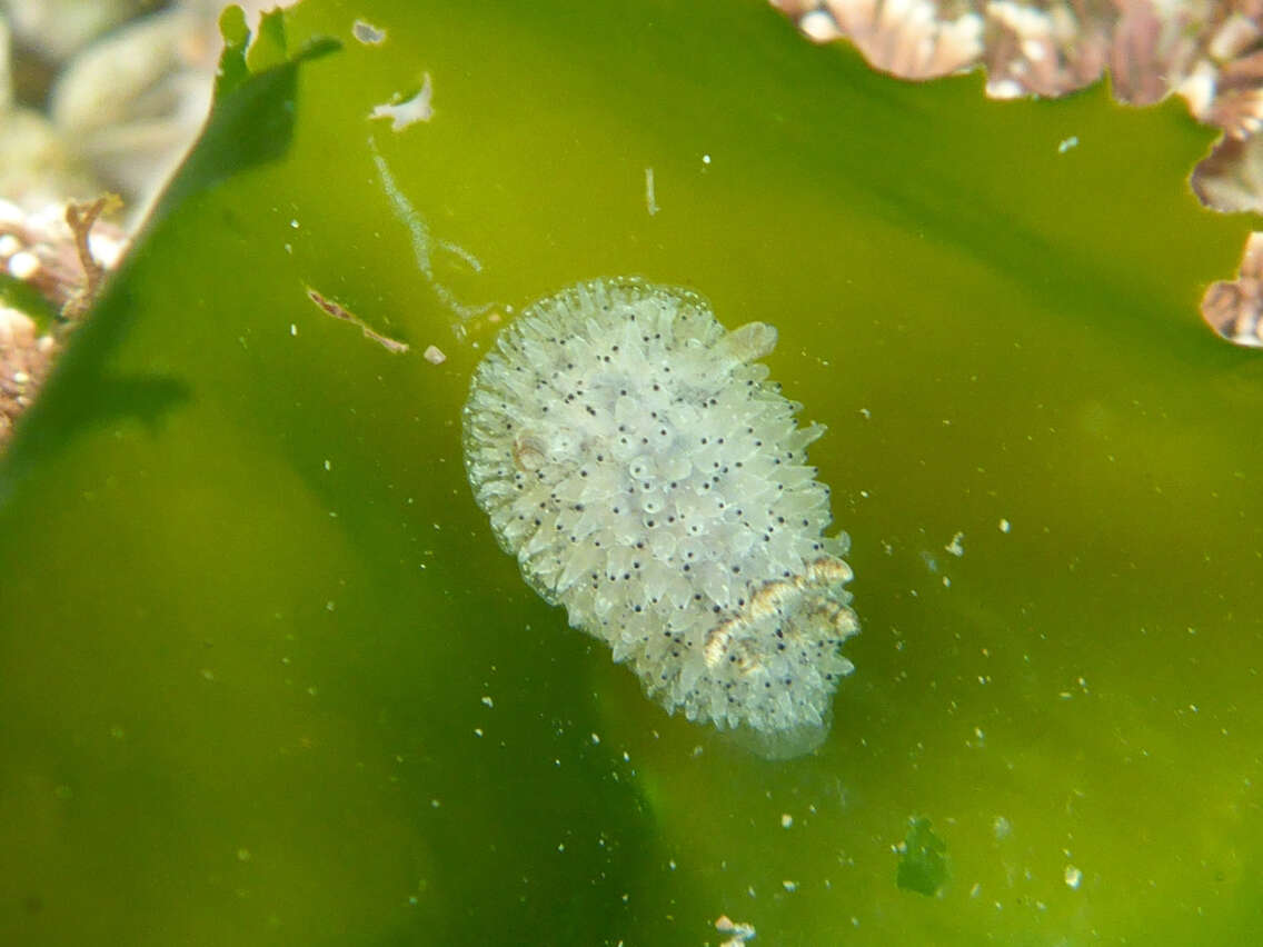 Image of Black and White Dorid