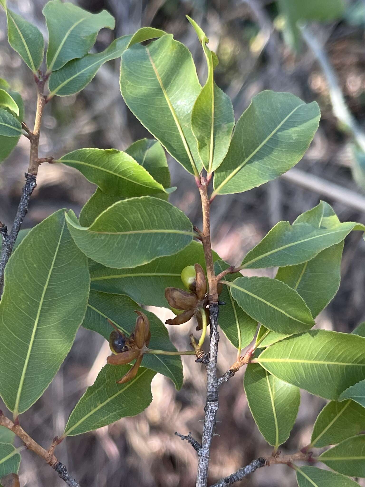 Image of Ochna maguirei