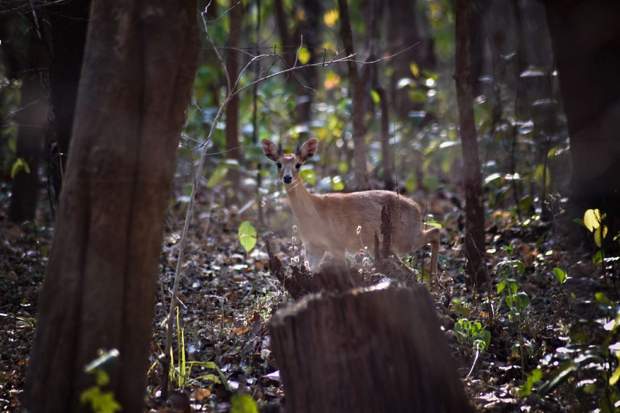 Image of Four-horned Antelope