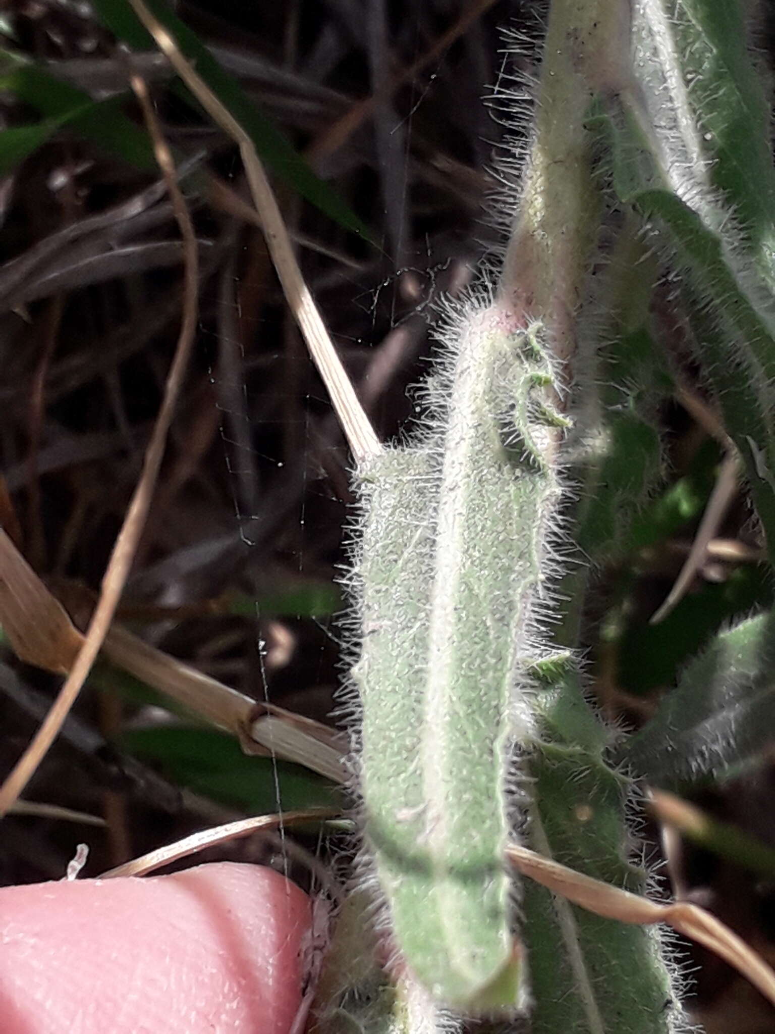 Plancia ëd Oenothera parodiana Munz