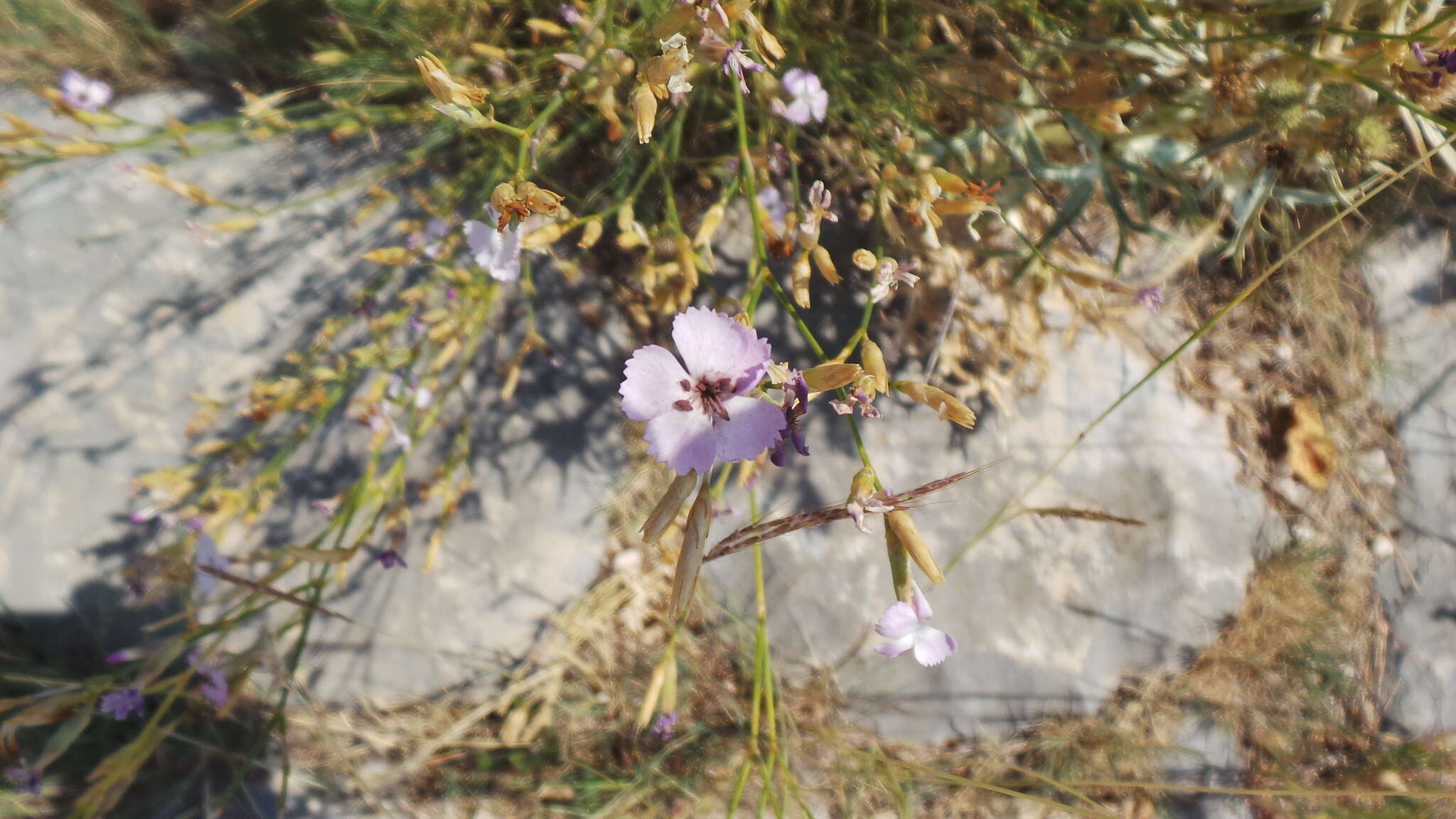 Image de Microbotryum dianthorum (Liro) H. Scholz & I. Scholz 1988