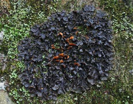 Image of kidney lichen