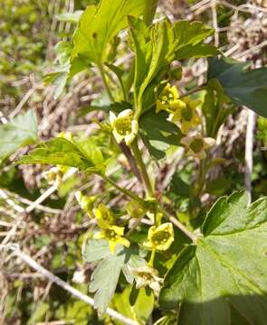 Image of Ribes fasciculatum Sieb. & Zucc.