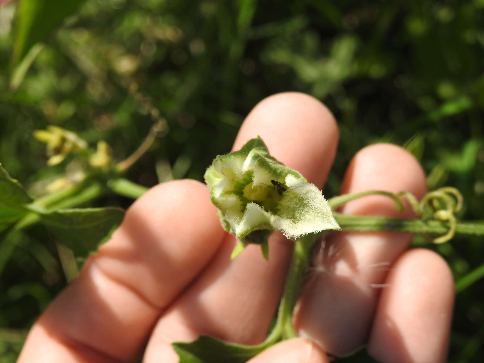 Image of Cayaponia podantha Cogn.