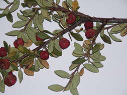 Image of Cotoneaster integrifolius (Roxb.) Klotz