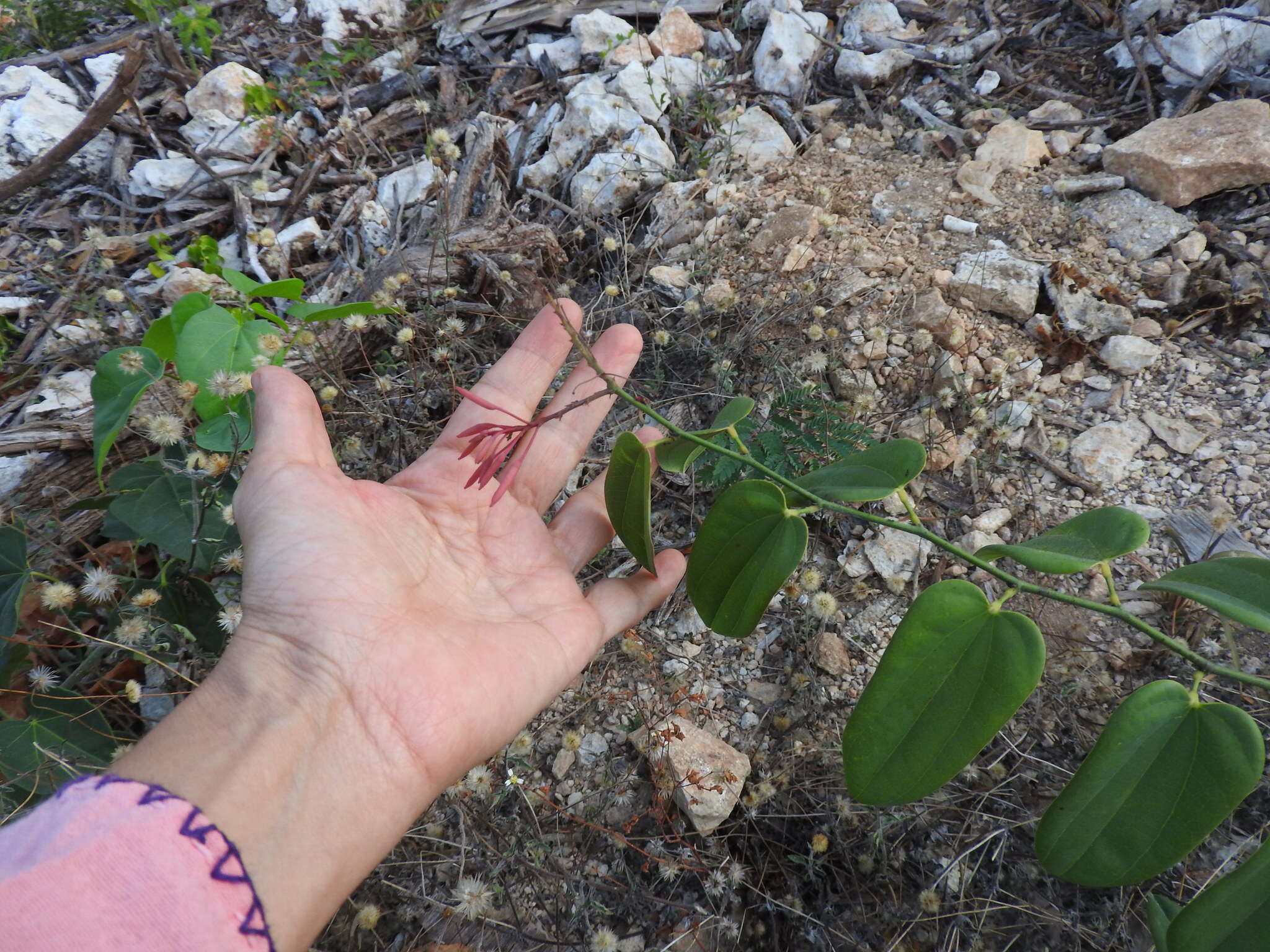 Image of Bauhinia jenningsii P. Wilson