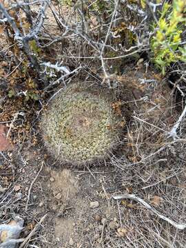 Image de Mammillaria brandegeei subsp. gabbii (J. M. Coult.) D. R. Hunt