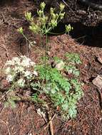 Image de Ligusticum grayi Coult. & N. E. Rose