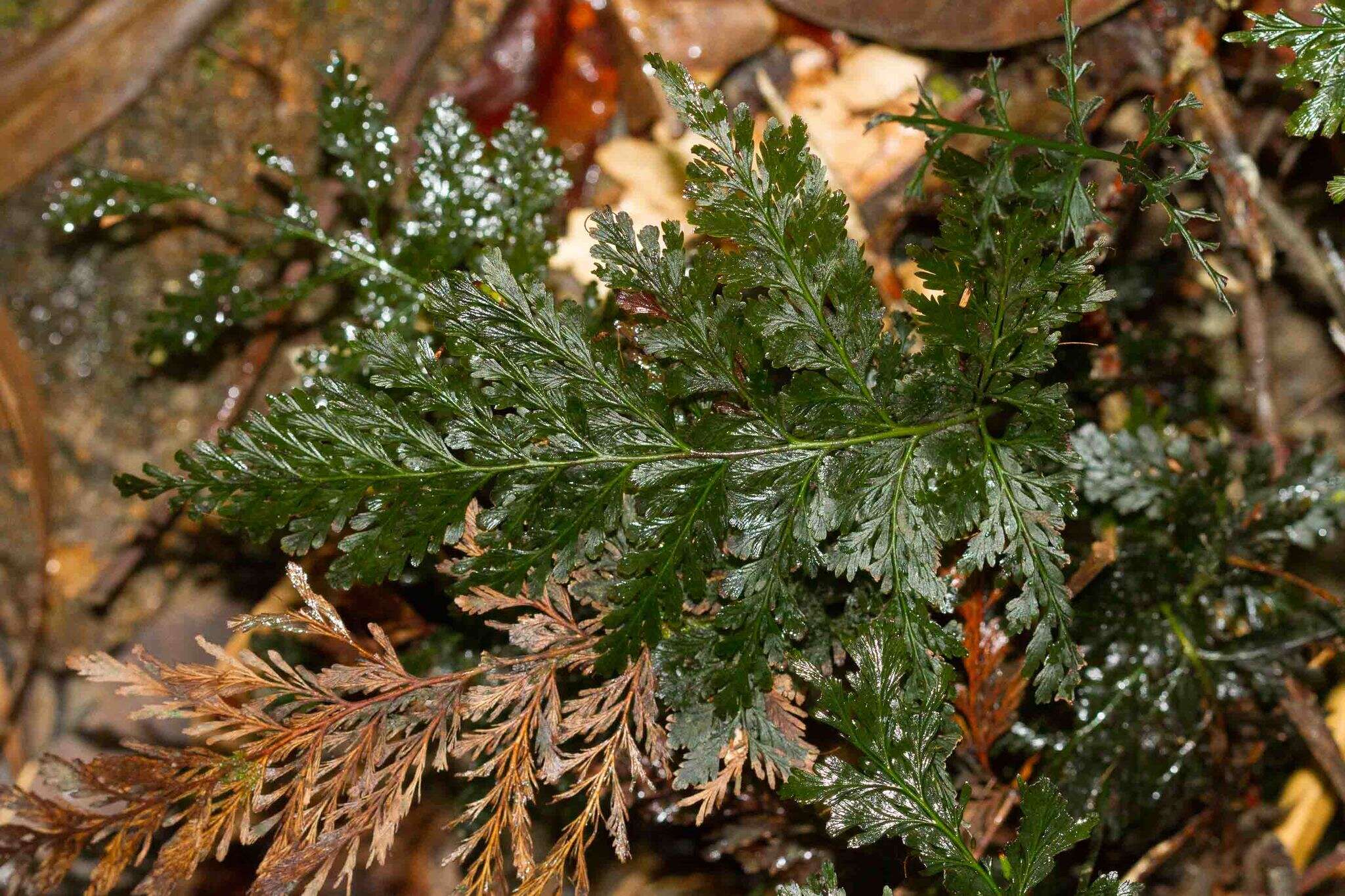 Image of toothed bristle fern