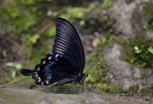 Image of Papilio ascalaphus Boisduval 1836