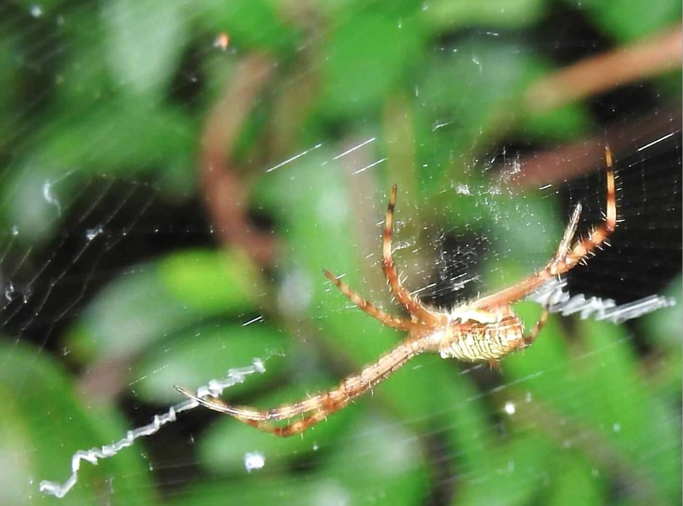 Image of Oval St Andrew's Cross Spider