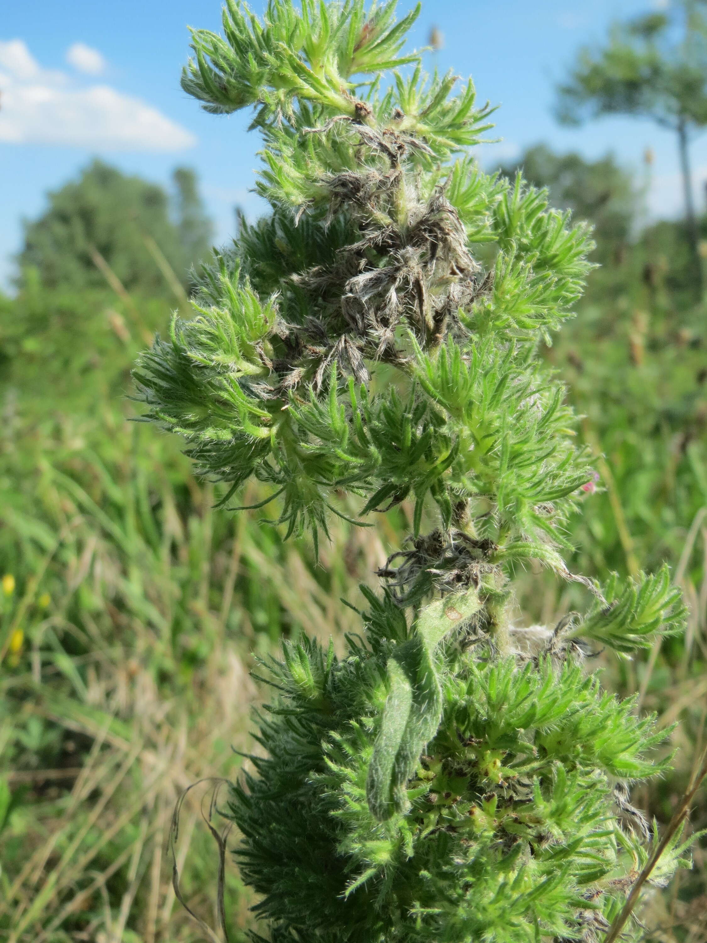 Imagem de Echium vulgare L.