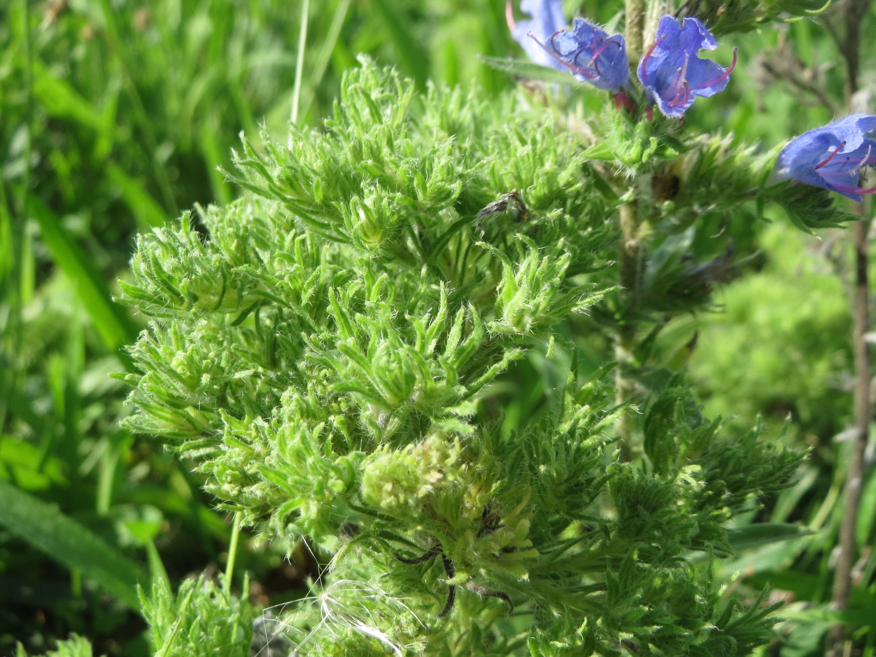 Imagem de Echium vulgare L.