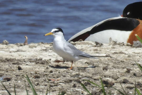 Image of Little Tern