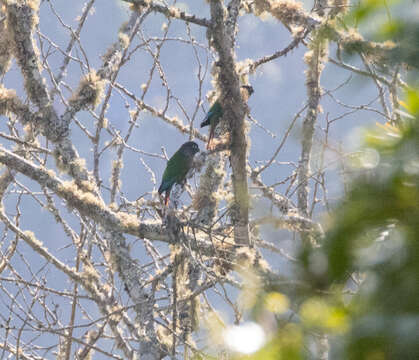 Image of Green-cheeked Conure