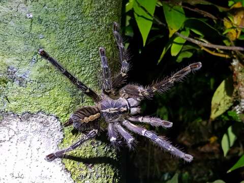 Image de Poecilotheria ornata Pocock 1899