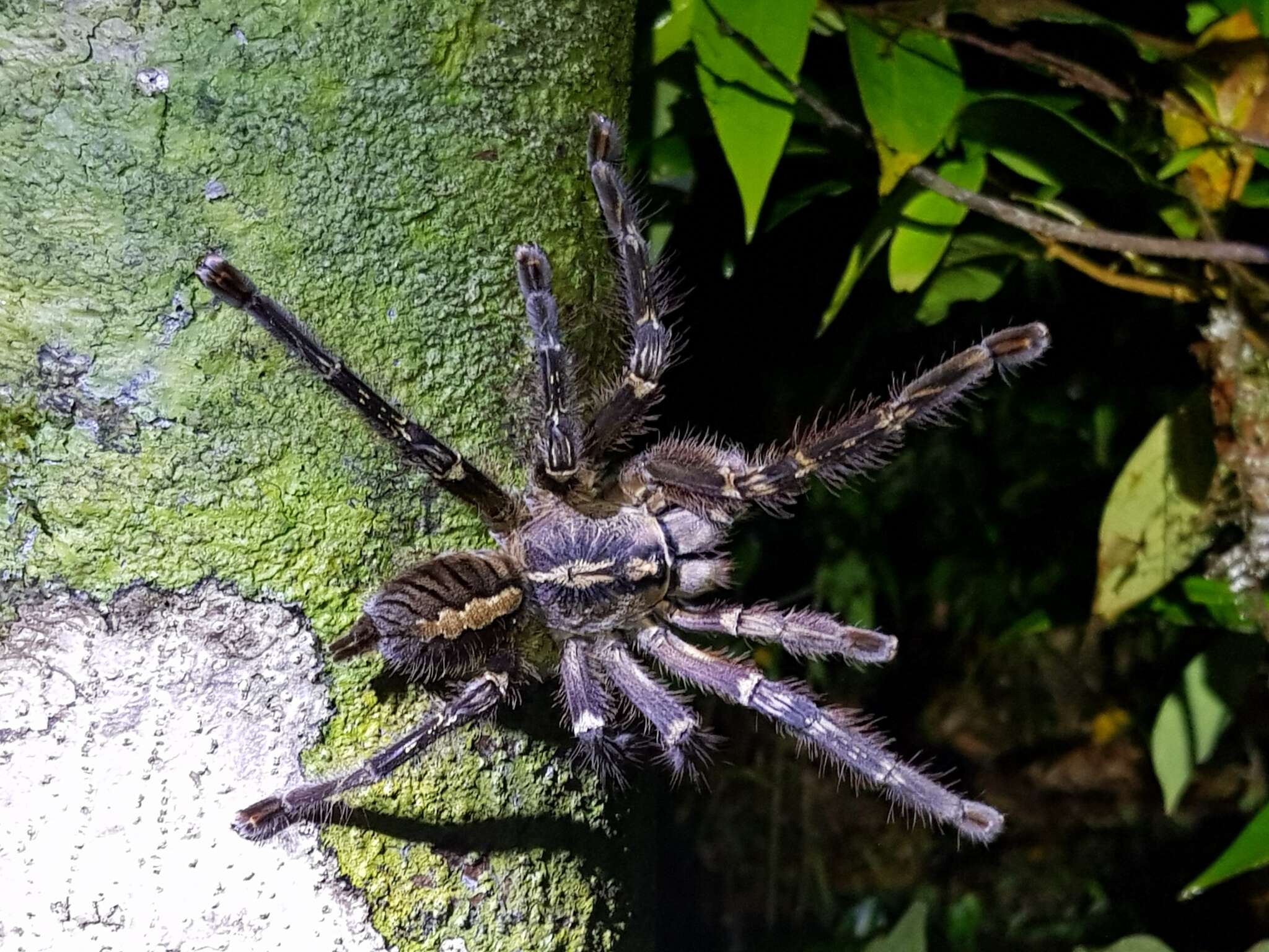 Image of Fringed Ornamental Tarantula