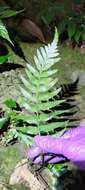 Image of Asplenium wrightii Eaton ex Hook.