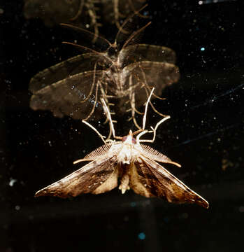 Image of brown fern moth