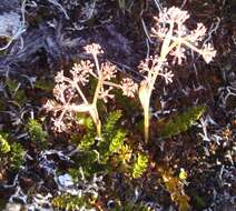 Imagem de Anisotome aromatica Hook. fil.