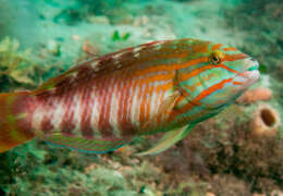 Image of Gunther's wrasse