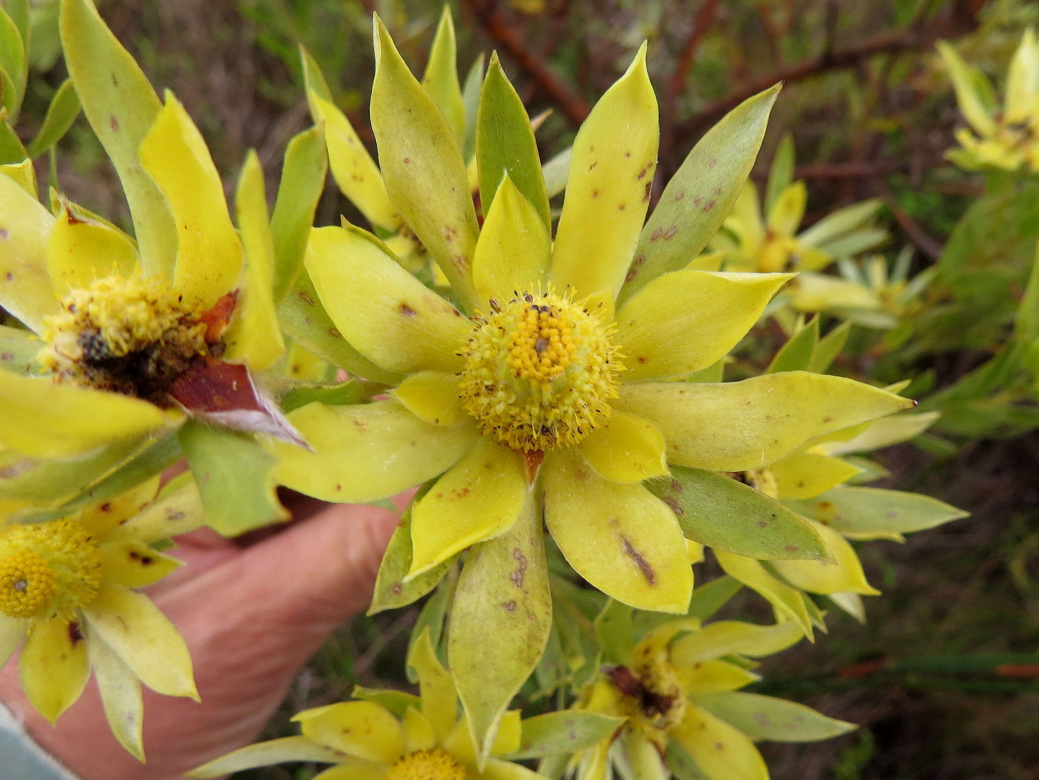 Imagem de Leucadendron floridum R. Br.