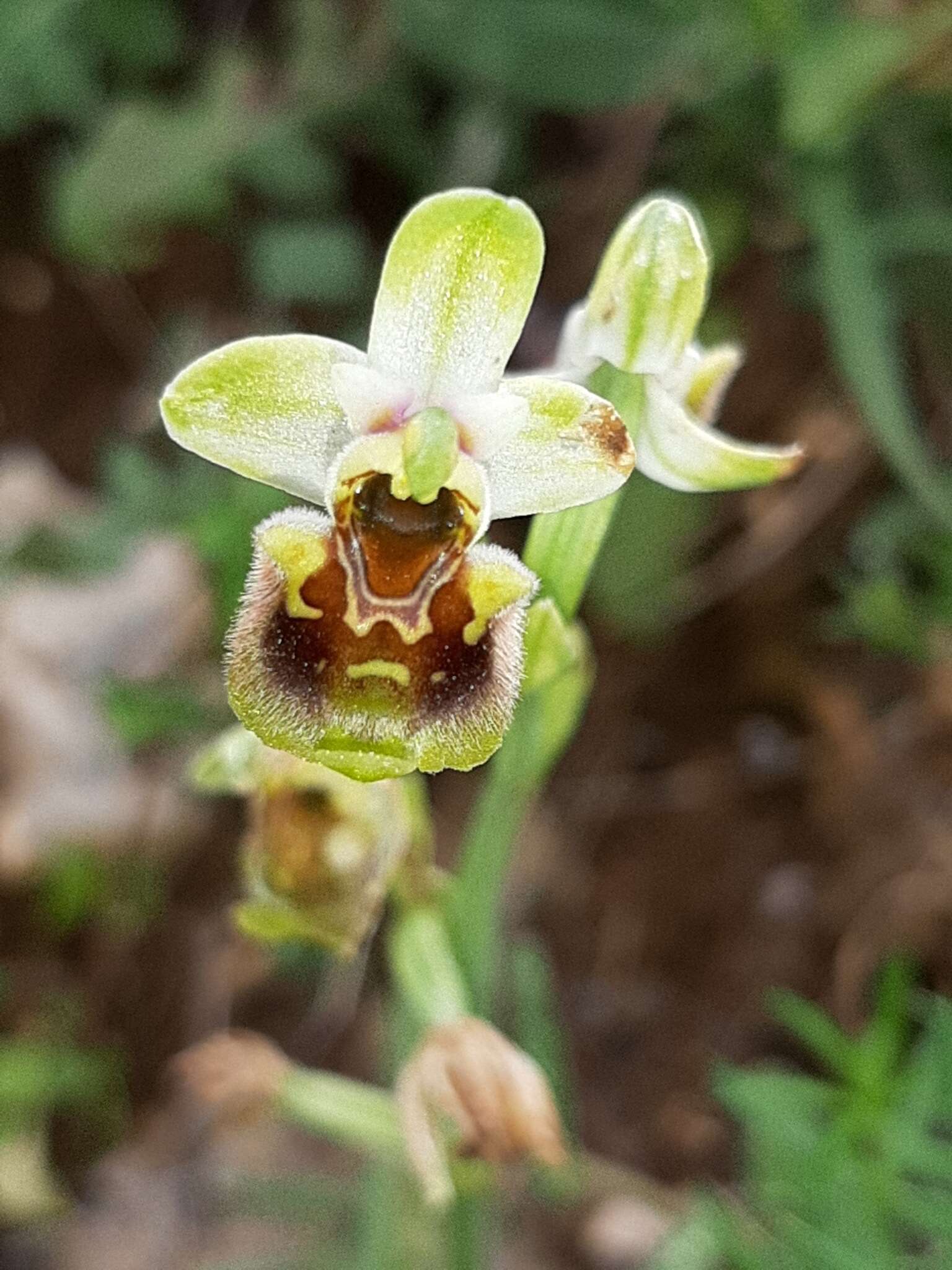 Image of Ophrys fuciflora subsp. bornmuelleri (M. Schulze) B. Willing & E. Willing