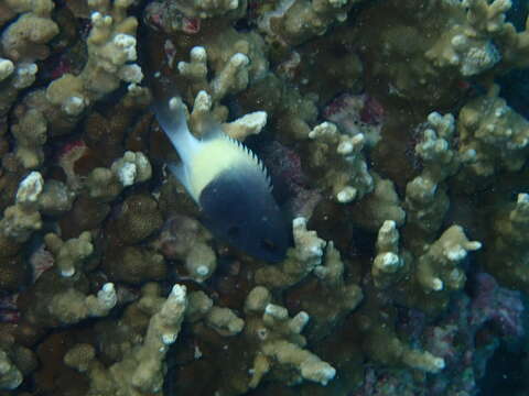 Image of Half and half chromis