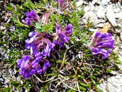 Plancia ëd Oxytropis halleri Koch