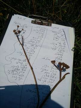 Image of Narrow-leaved Water-dropwort