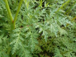 Image de Phacélie à feuilles de tanaisie