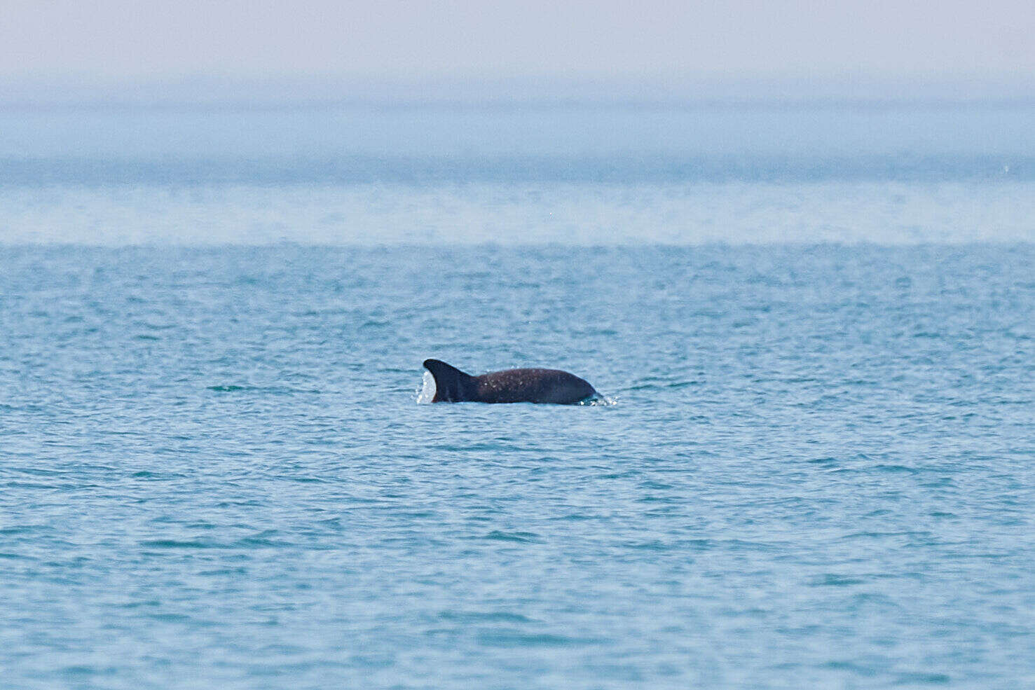 Image of Black Sea bottlenose dolphin