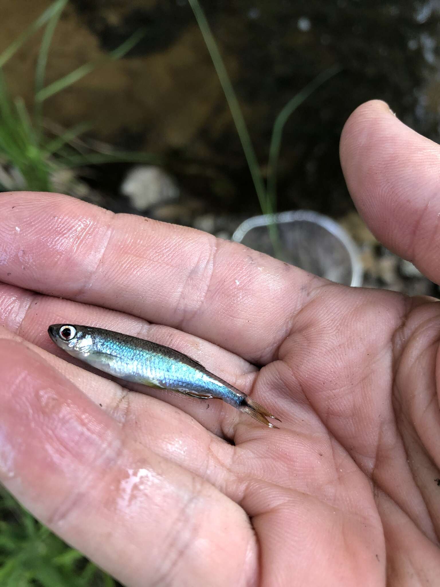 Image of Sailfin Shiner