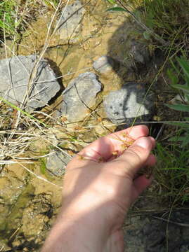 Image of Ring-Seed Rush