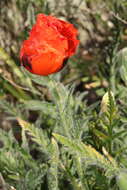 Image of Oriental poppy