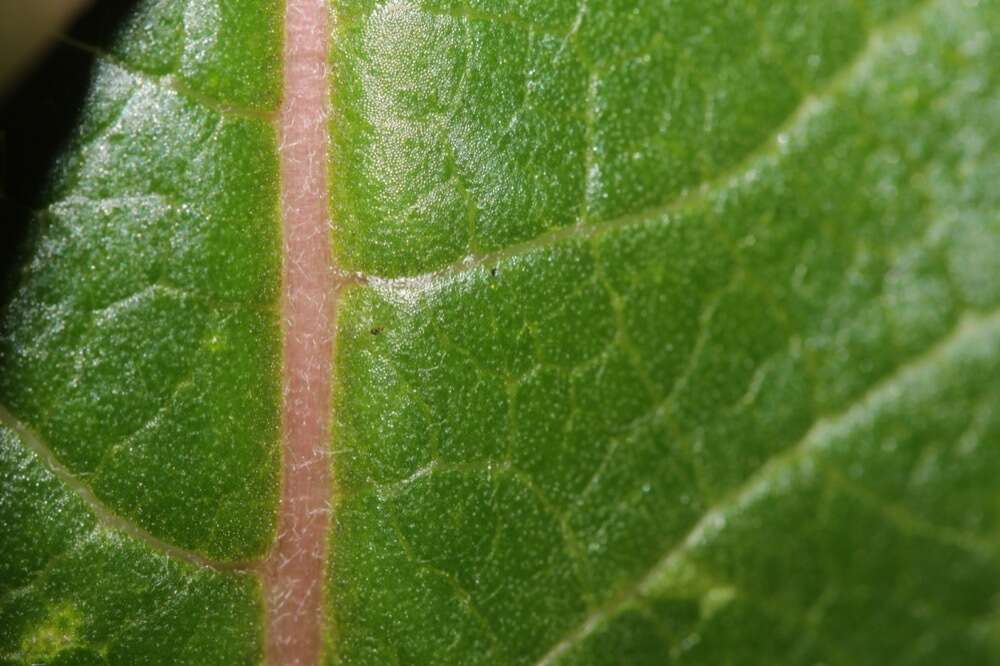 Image of mahogany milkweed