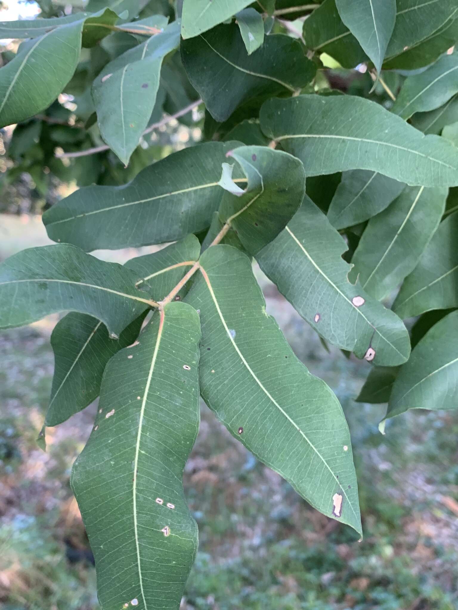 Image de Angophora subvelutina F. Müll.