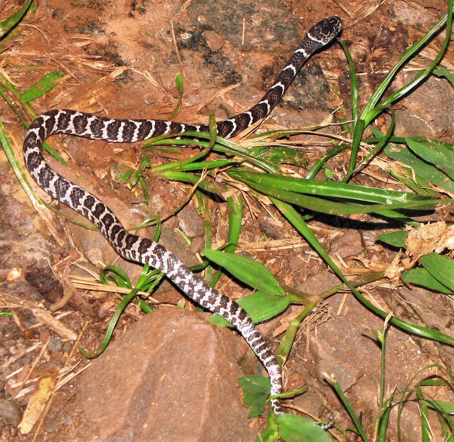 Image of Dipsas ventrimaculata (Boulenger 1885)