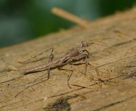 Image of Ciulfina biseriata Westwood 1889