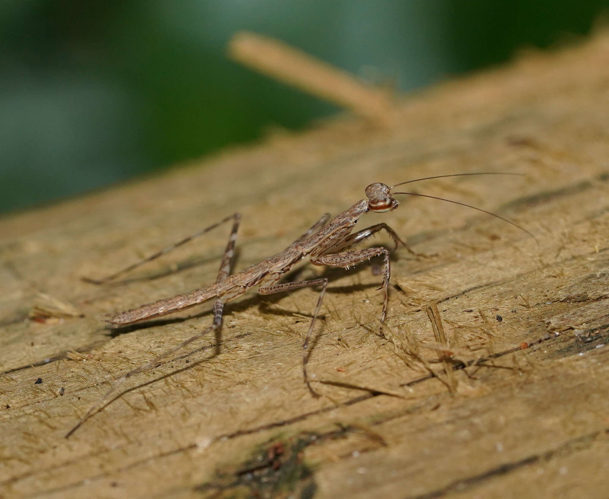 Image of Ciulfina biseriata Westwood 1889